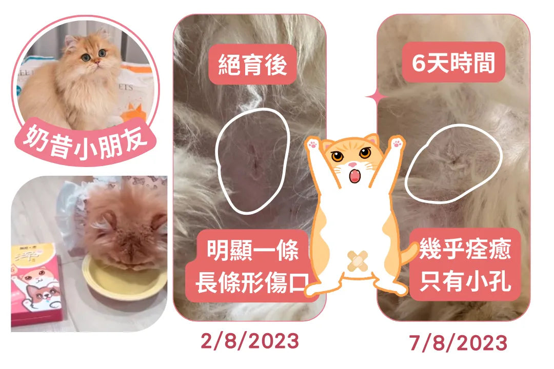 【奶昔】 寵物魚精分享 -絕育康復